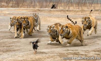 tigris vadászat