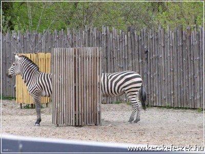 Hosszú zebra